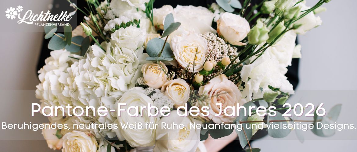 Pantone Farbe 2026 - Cloud Dancer