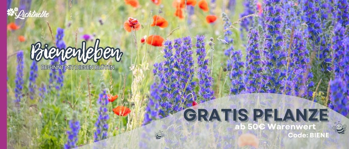 Aktion der Woche
