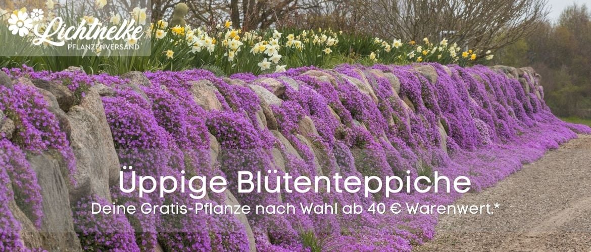 Aktion der Woche