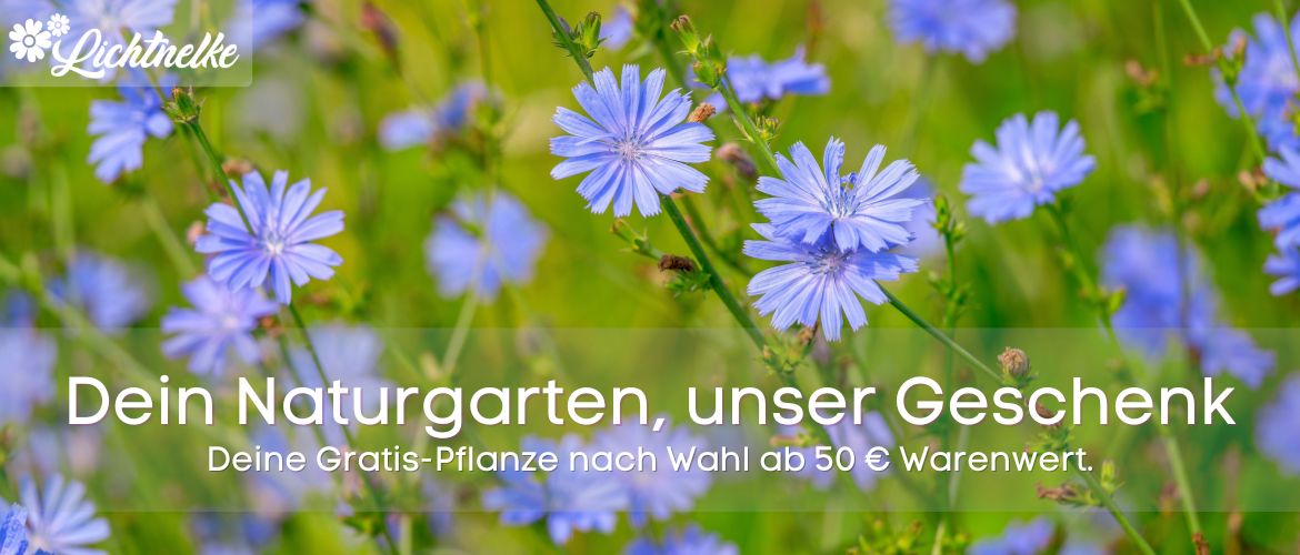 Aktion der Woche