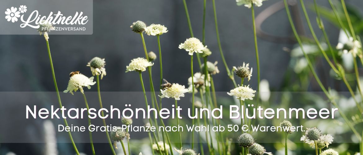 Aktion der Woche