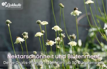 Aktion der Woche