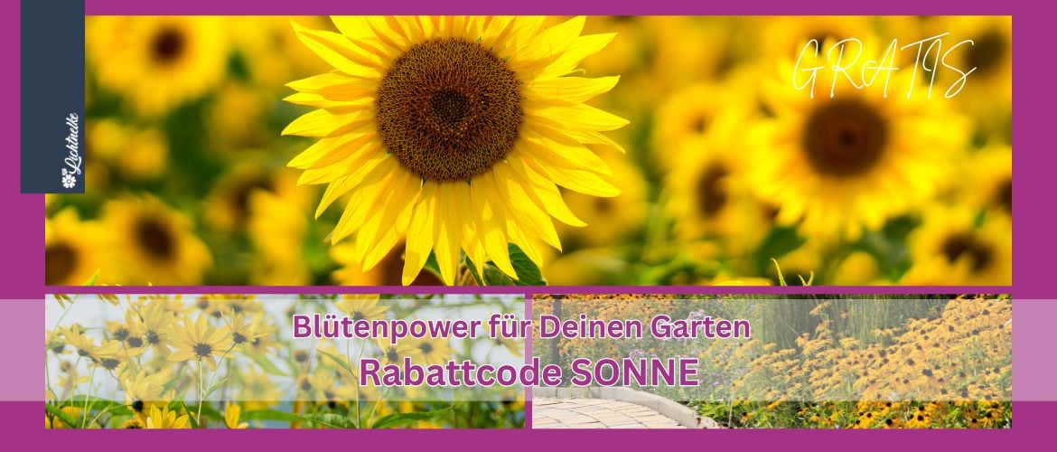 Aktion der Woche