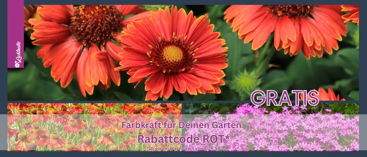 Aktion der Woche