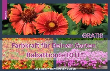 Aktion der Woche