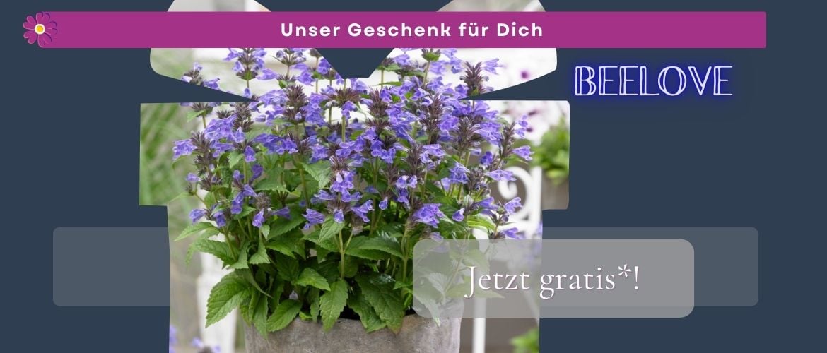 Aktion der Woche