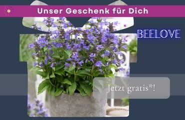 Aktion der Woche