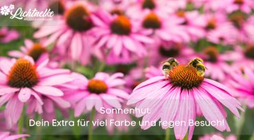 Aktion der Woche