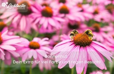 Aktion der Woche