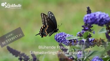 Aktion der Woche