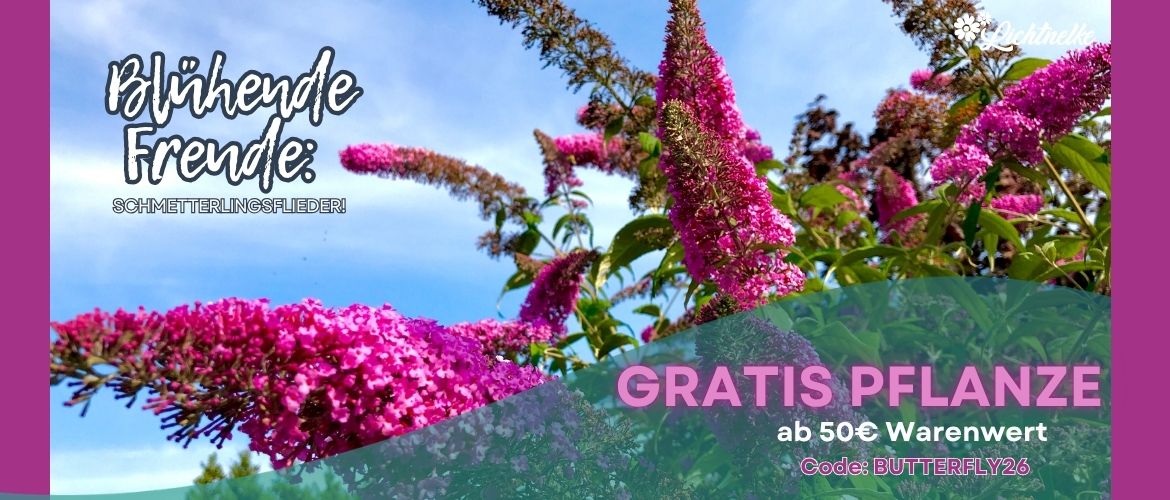 Aktion der Woche
