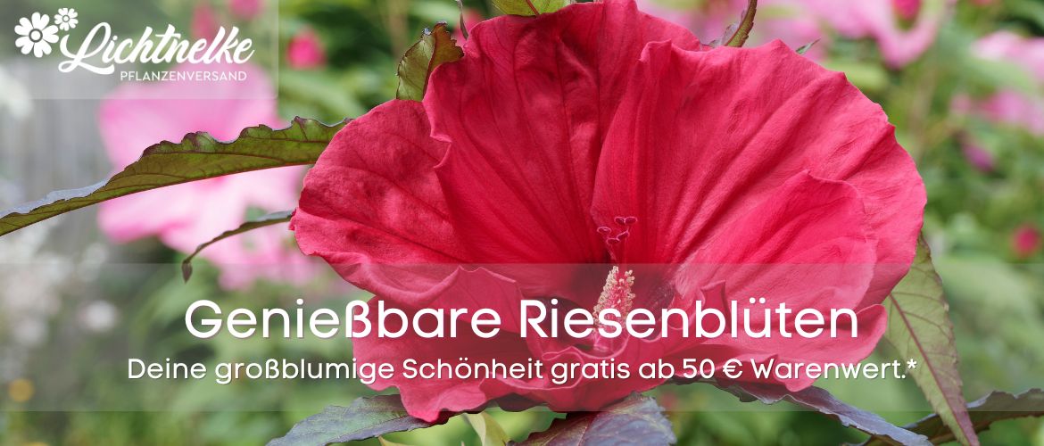 Aktion der Woche