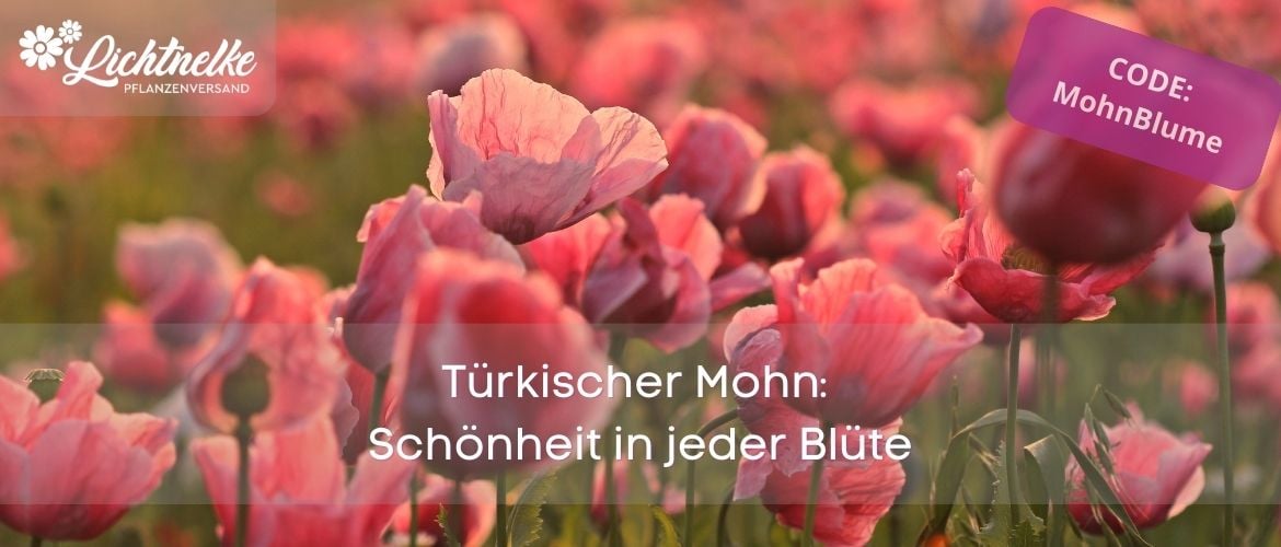 Aktion der Woche