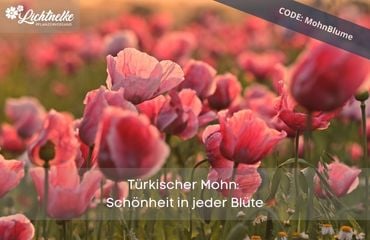 Aktion der Woche