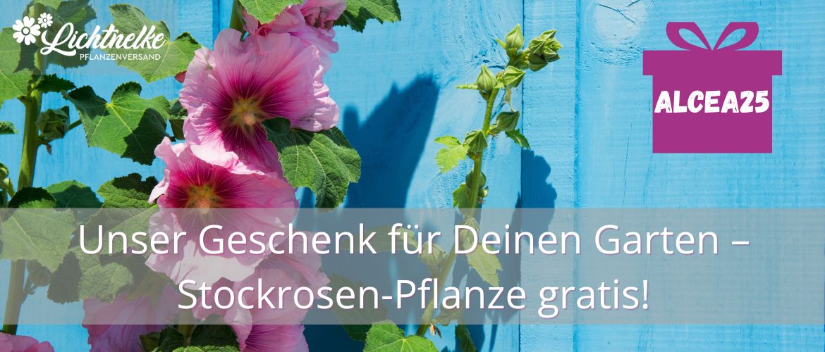 Aktion der Woche