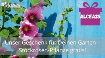 Aktion der Woche