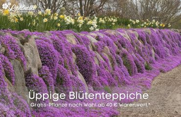 Aktion der Woche