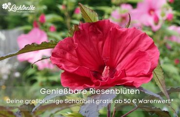 Aktion der Woche