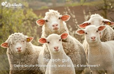Aktion der Woche