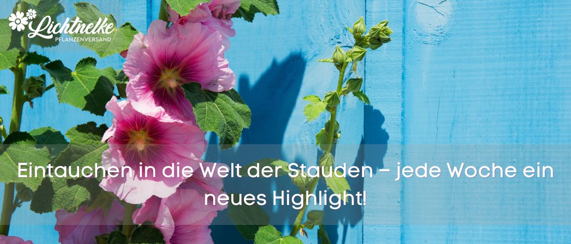 Pflanze der Woche
