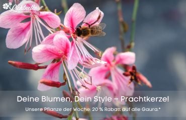 Pflanze der Woche