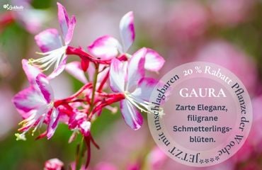 Pflanze der Woche