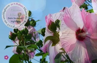 Pflanze der Woche