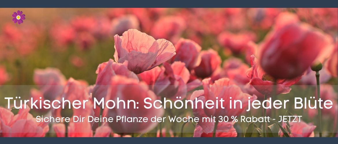 Pflanze der Woche