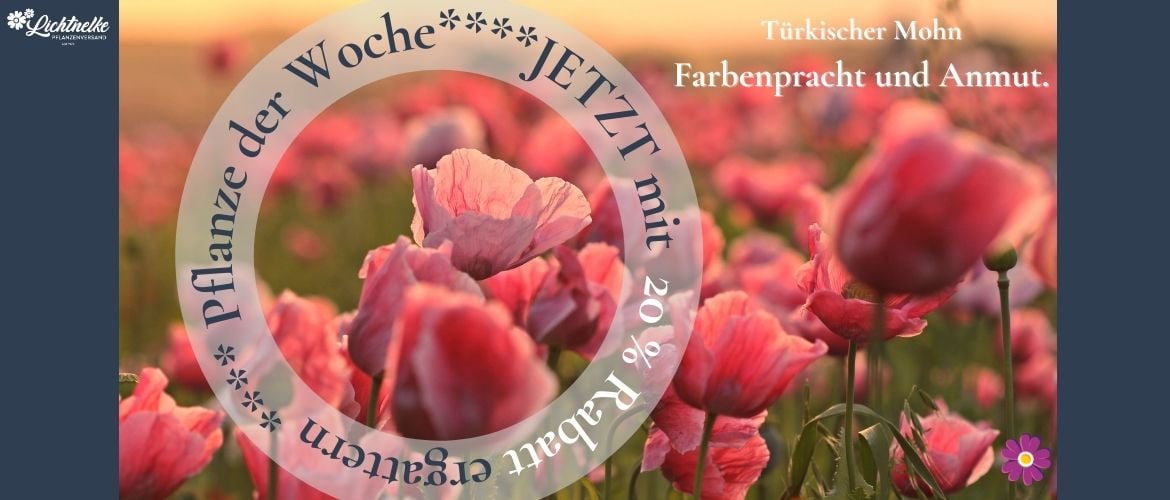 Pflanze der Woche