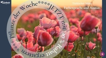 Pflanze der Woche