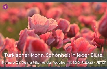 Pflanze der Woche