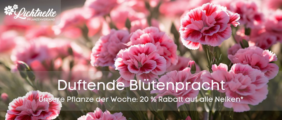 Pflanze der Woche