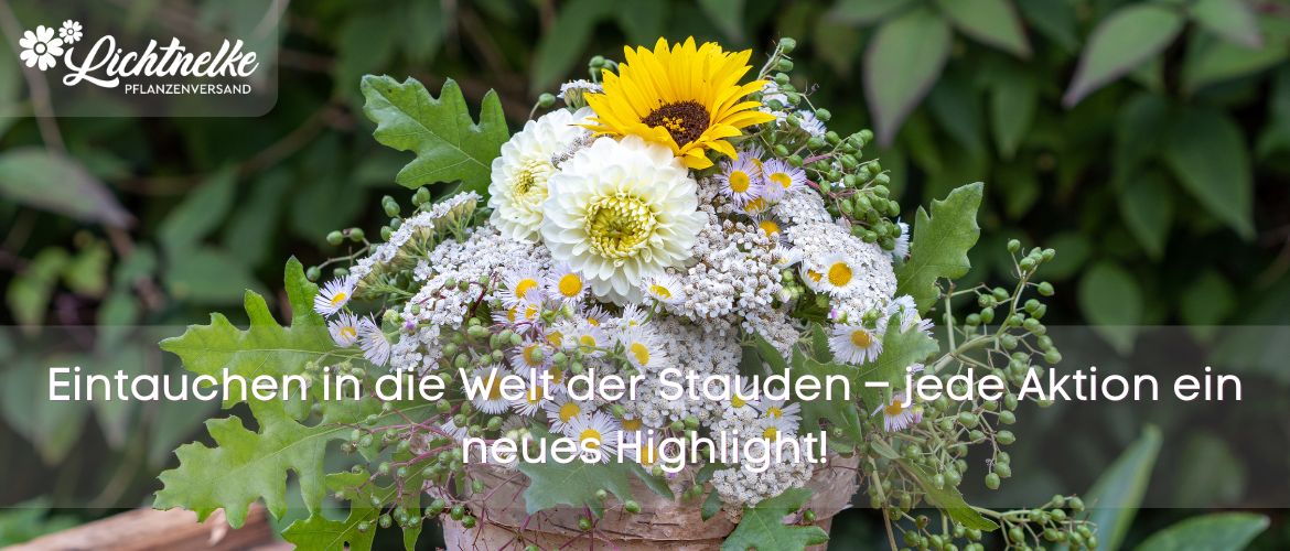Pflanze der Woche