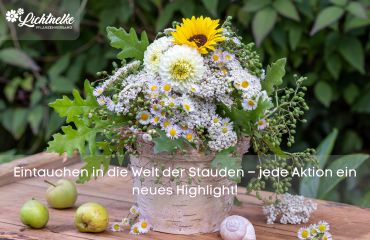 Pflanze der Woche