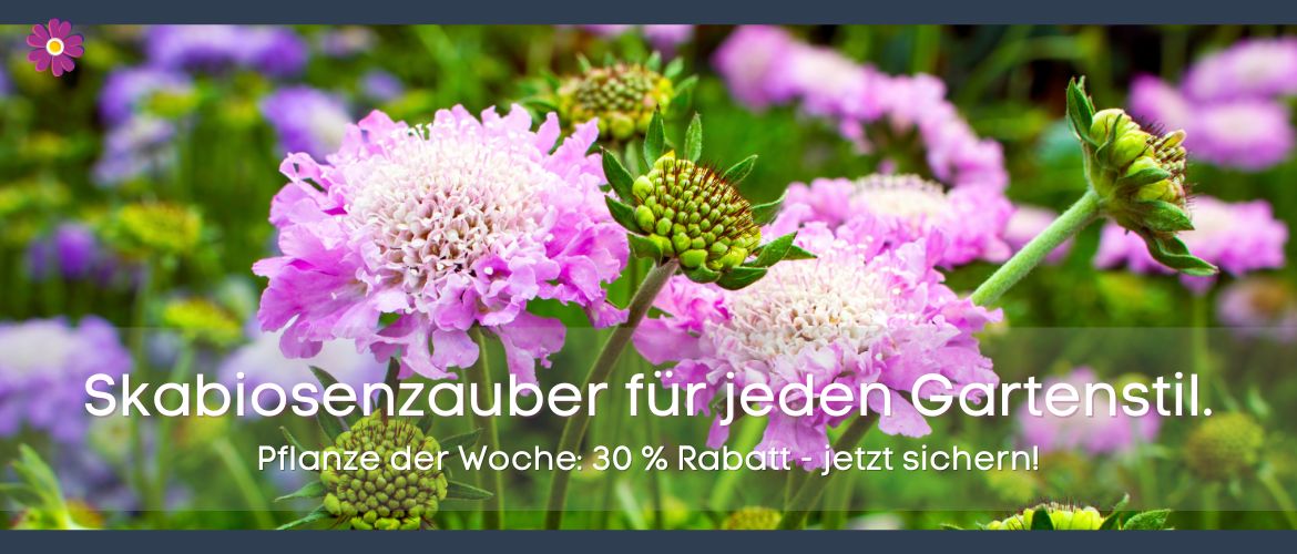 Pflanze der Woche