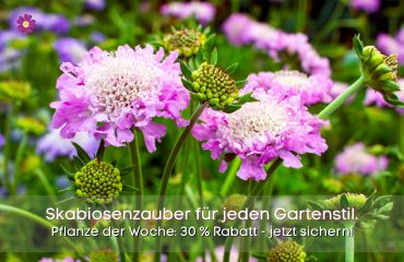 Pflanze der Woche