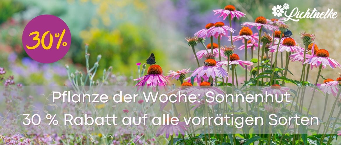 Pflanze der Woche