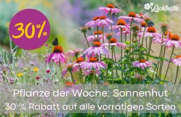 Pflanze der Woche