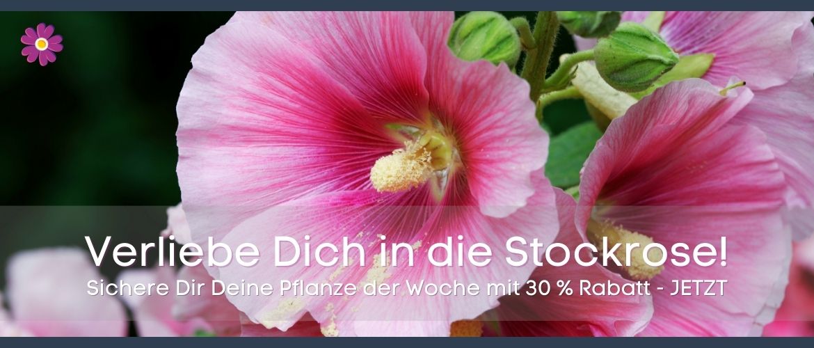 Pflanze der Woche