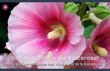 Pflanze der Woche