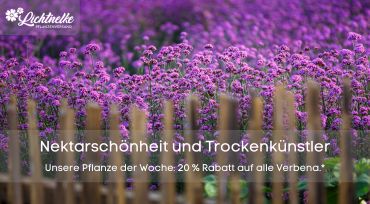 Pflanze der Woche