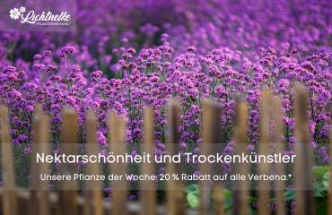 Pflanze der Woche