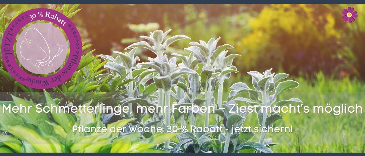 Pflanze der Woche