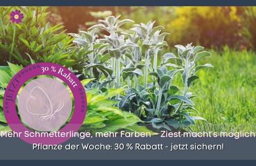 Pflanze der Woche