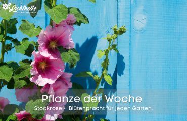 Pflanze der Woche