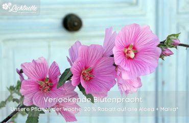 Pflanze der Woche