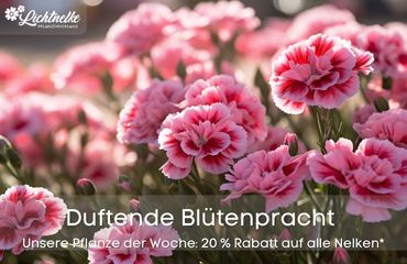 Pflanze der Woche