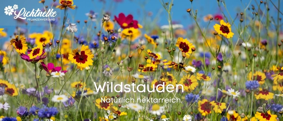 Wildstauden