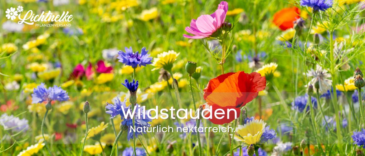 Wildblumen