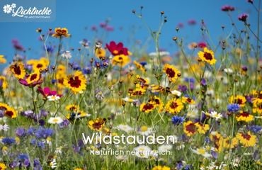 Wildstauden